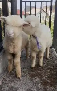 sepasang anakan cempe bibit domba merino 4 bulanan lepas sapih exotik
