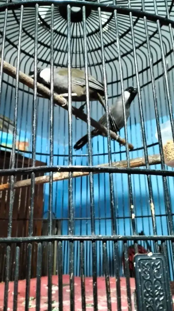 Poksay Hongkong sepasang ternakan