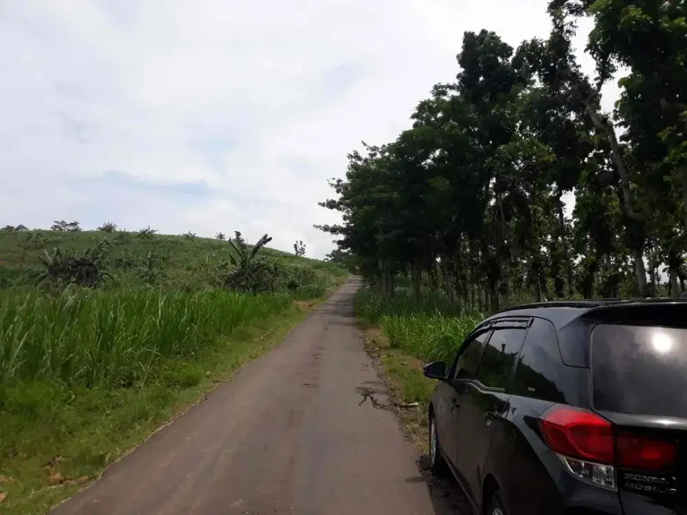Tanah Kebun Ngrimbi Jombang