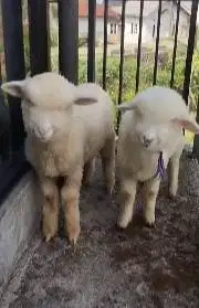 sepasang anakan cempe bibit domba merino 4 bulanan lepas sapih exotik