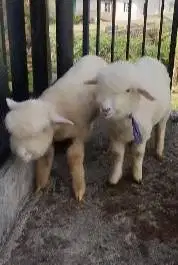 sepasang anakan cempe bibit domba merino 4 bulanan lepas sapih exotik