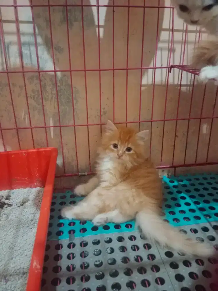 Kucing persia ready 2 anabul