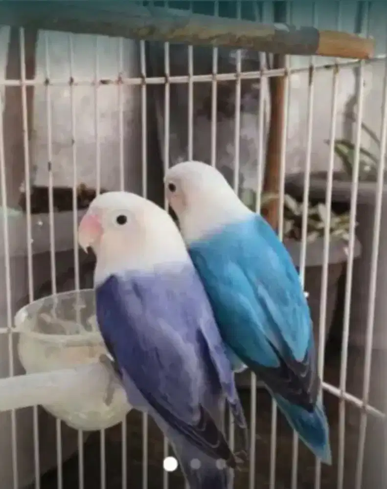 Burung Lovebird Biola sepasang