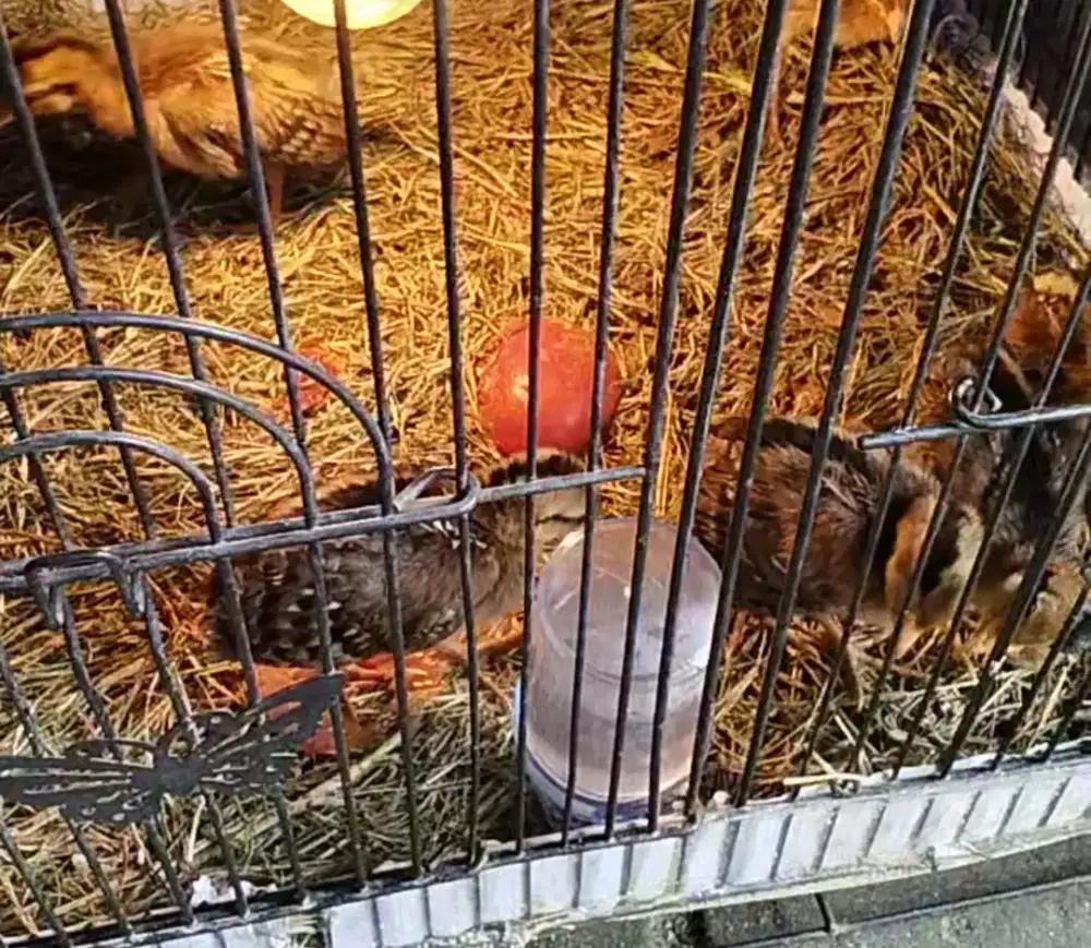 Ayam hutan hijau