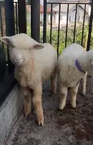 sepasang anakan cempe domba merino 4 bulanan gemesin exotik lucu unik