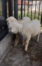 sepasang anakan cempe domba merino 4 bulanan gemesin exotik lucu unik