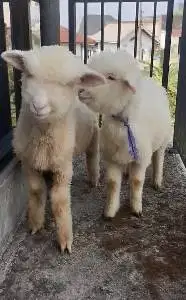 sepasang anakan cempe domba merino 4 bulanan gemesin exotik unik lucu
