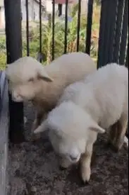 sepasang anakan cempe domba merino 4 bulanan gemesin exotik unik lucu