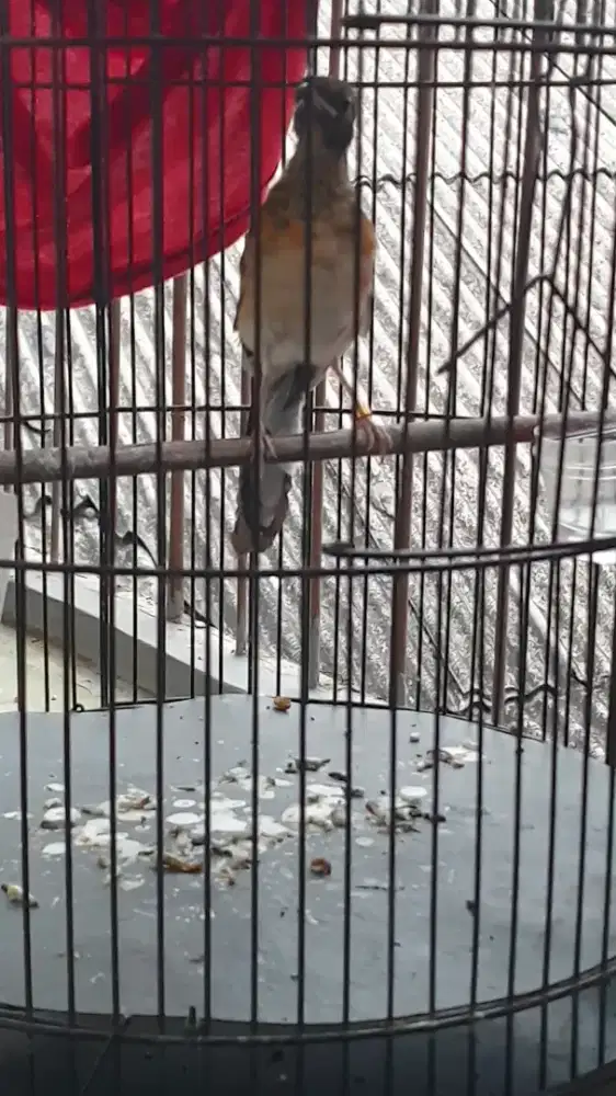 Murai Trotol Ekor Panjang