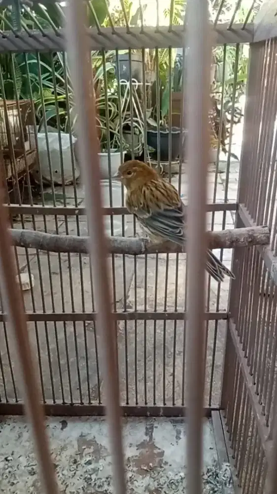 Lokal kenari ijo botol gacor perdana mulus