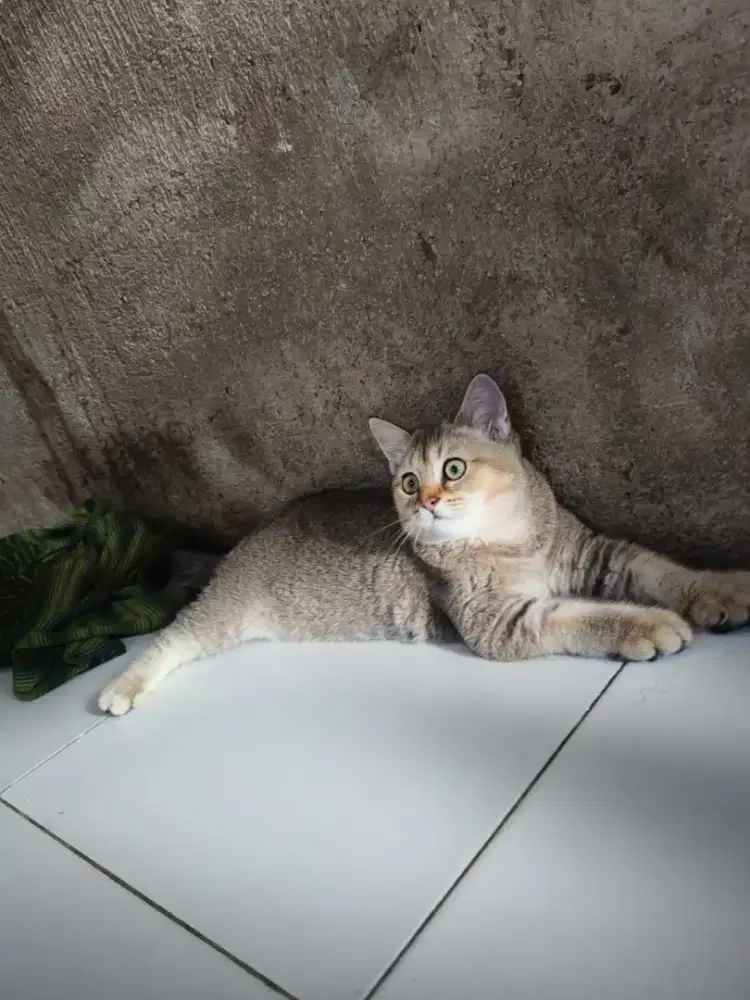 Dijual Kucing (British Golden)