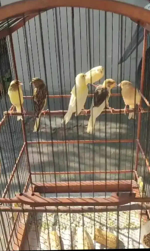 Burung kenari jantan silangan Frasmi x Fsf  ring kroscek hrg satuan