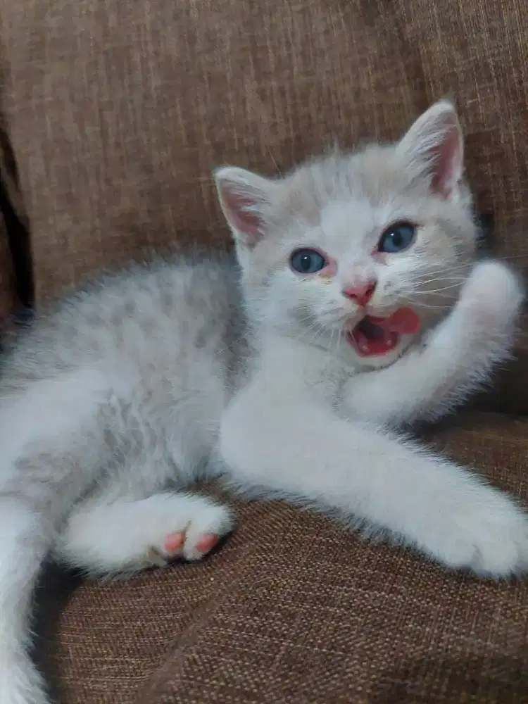 Bsh Bico silver shaded jantan usia 2 bulan