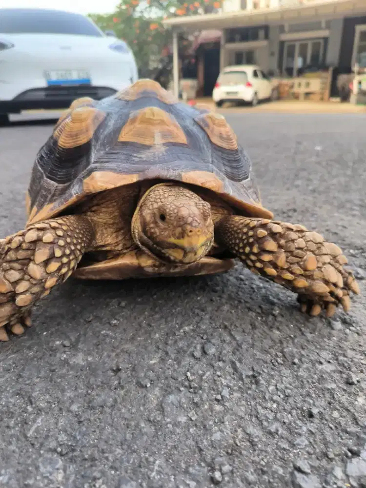 Sulcata Tortoise