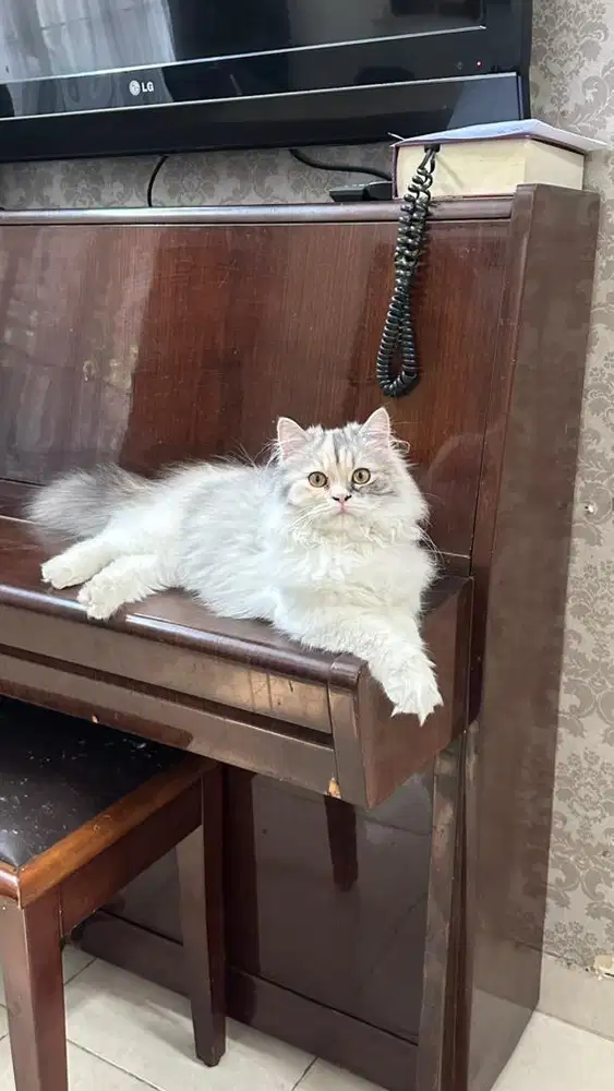 juall kucing betina umur 5 bulan