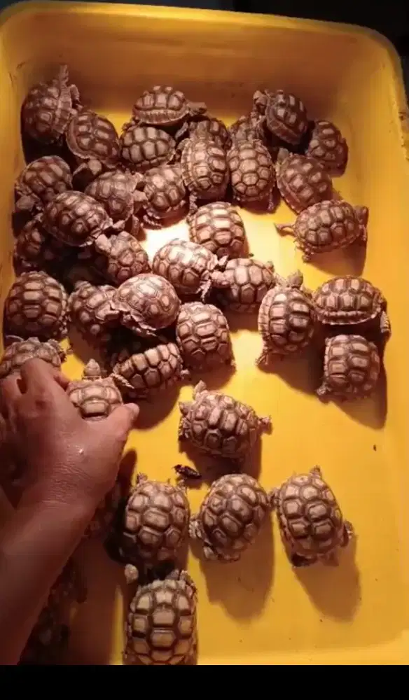 Kura Darat Sulcata