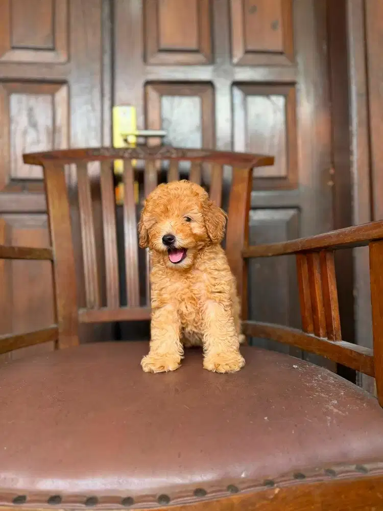 Toy poodle 3bln jantan