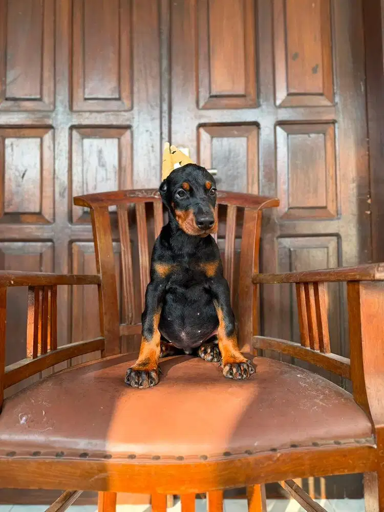 Doberman betina 2bln stb vaksin