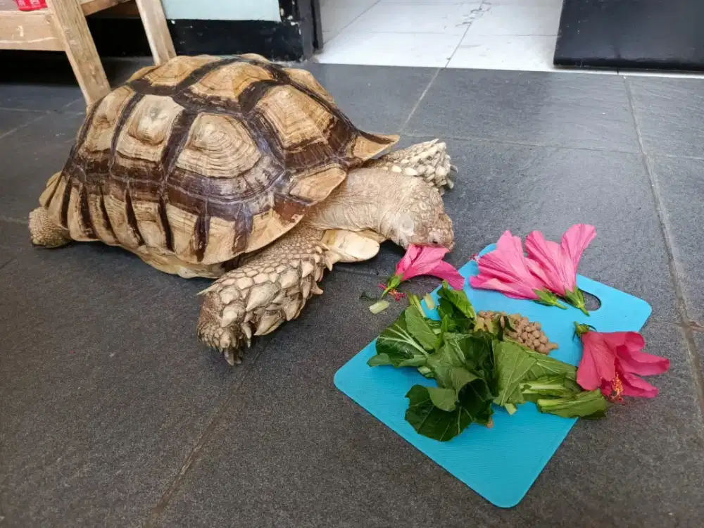 kura kura sulcata