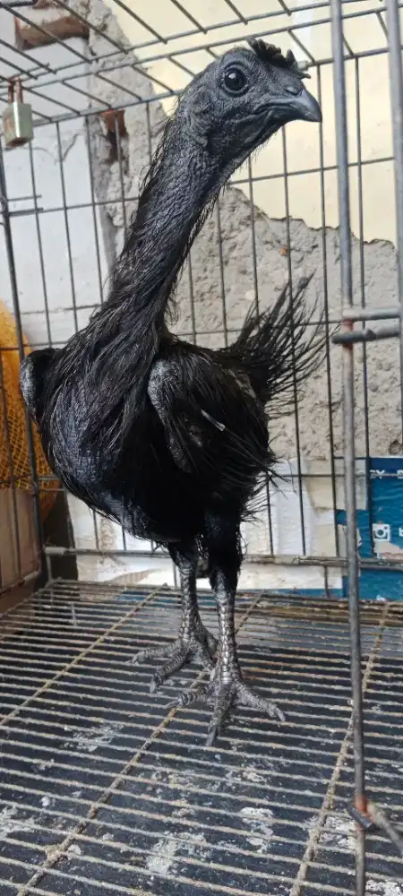 Ayam Cemani Betina Rajek Wesi