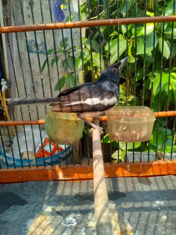 Kacer mapan deker burja