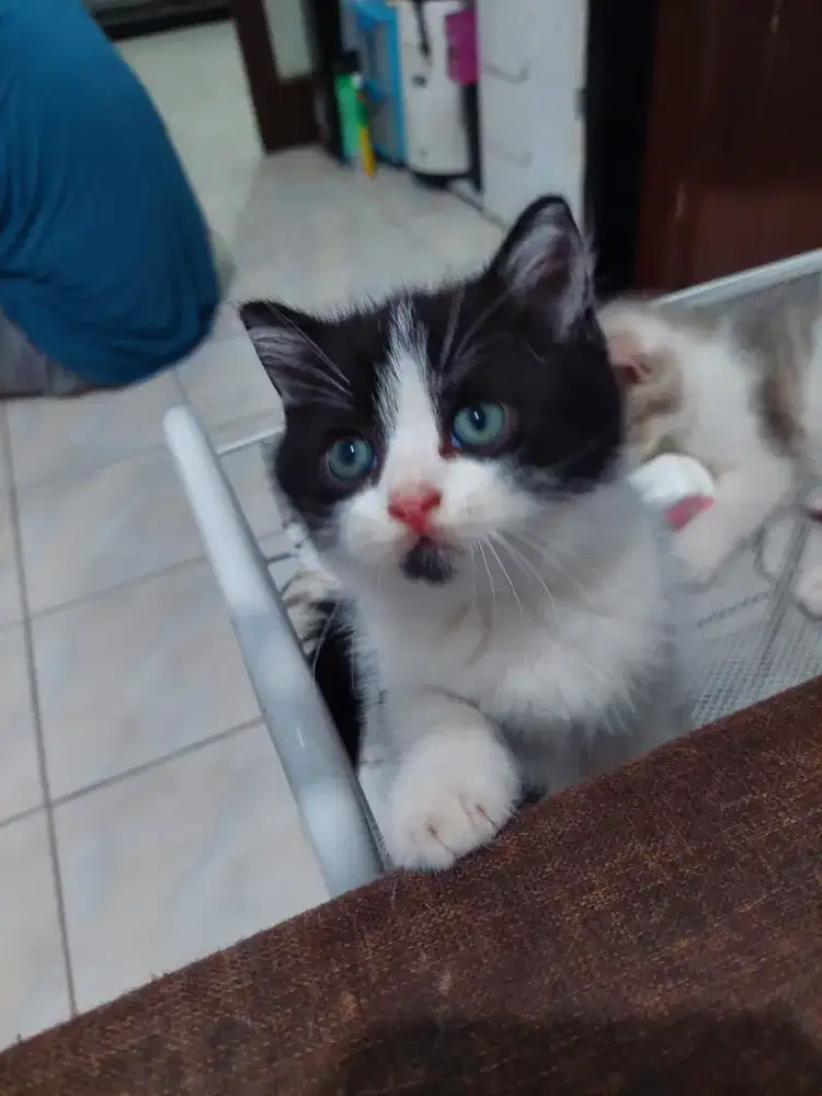 BSh Bico Black Jantan 2 bulan