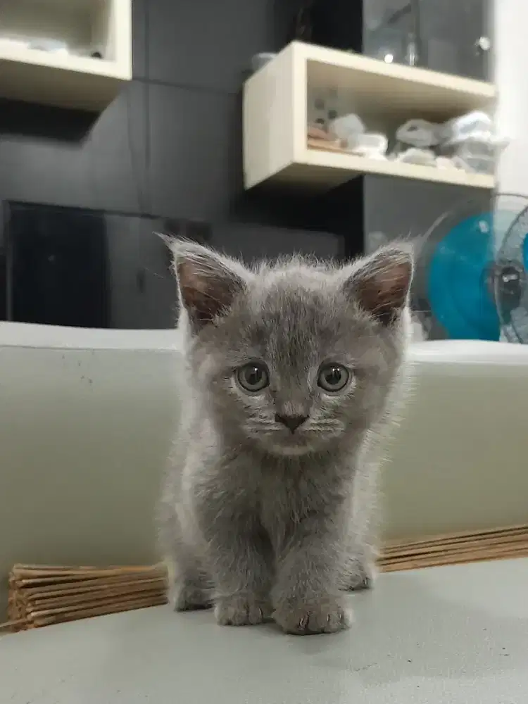 Kucing BSH (Kitten)