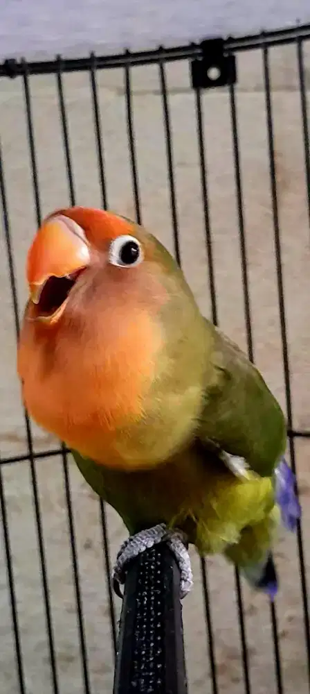 BURUNG LAKBET GACOR ISIAN KATEM KENARI DLL