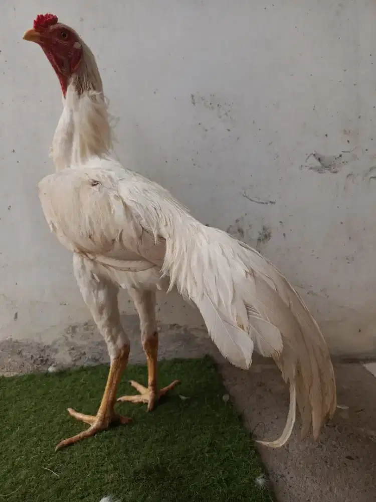 ayam Bangkok muda