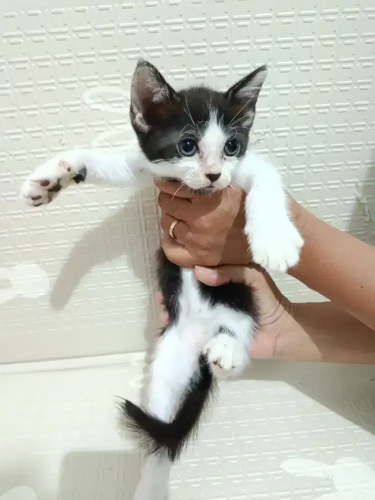 Persian adop murah