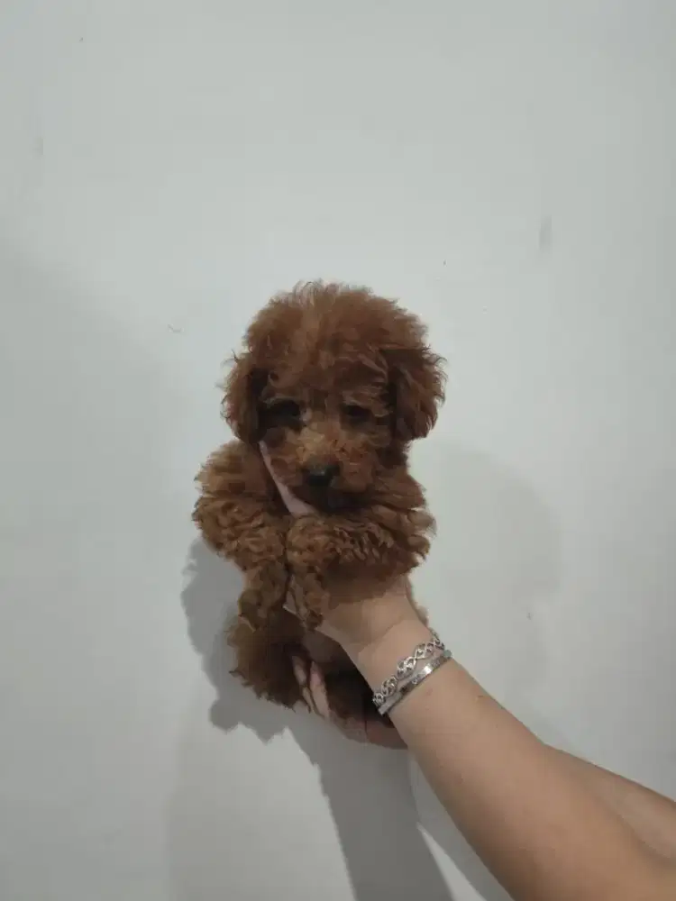 Red toy poodle jantan