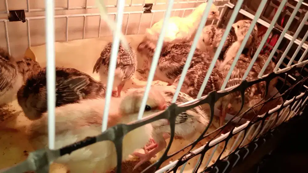Anak ayam kalkun
