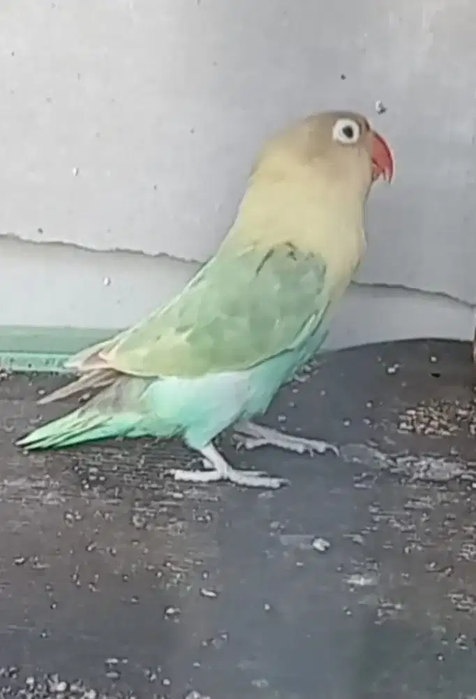 Burung lovebird betina dewasa pb