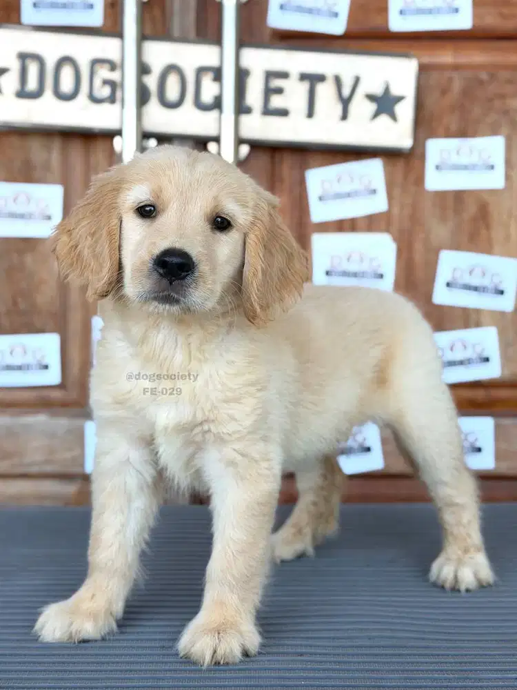 Golden Retriever Puppy Super Cute