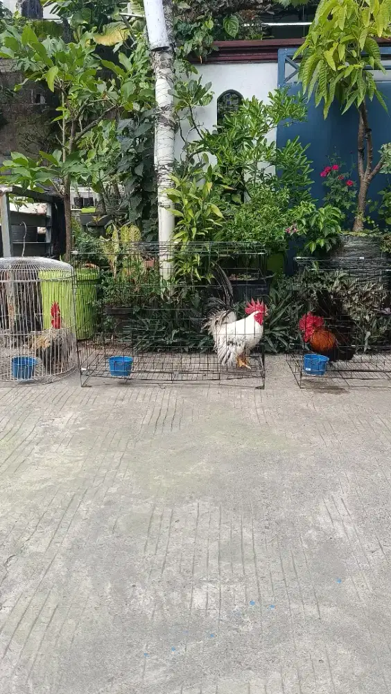 AYAM KATE JANTAN (JUAL BORONGAN)
