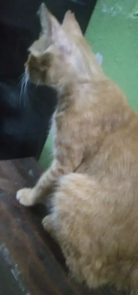 Jasa apa saja selagi masih disanggupi
