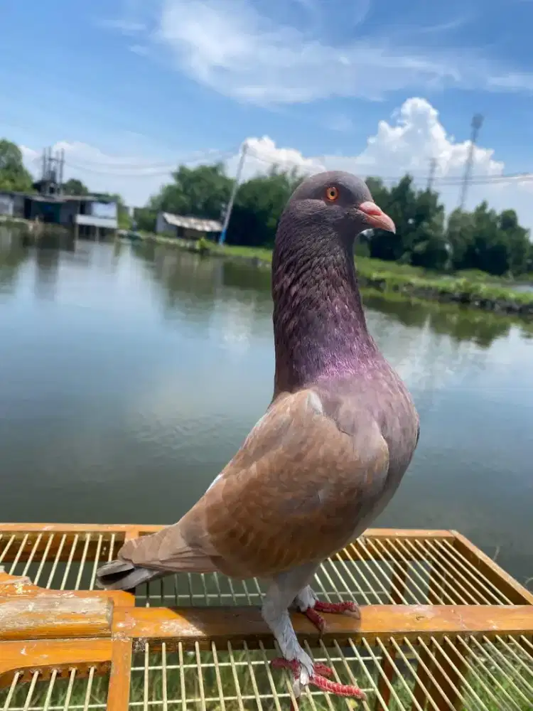 Merpati kolongan mk bebasan