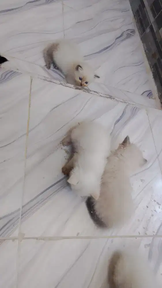 Lepas adopsi kitten umur otw 2bln
