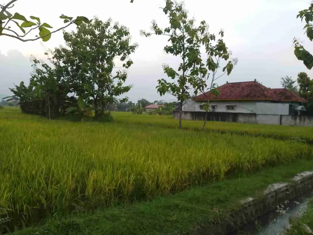 Dijual Tanah Sawah Strategis Dekat Jalan Propinsi