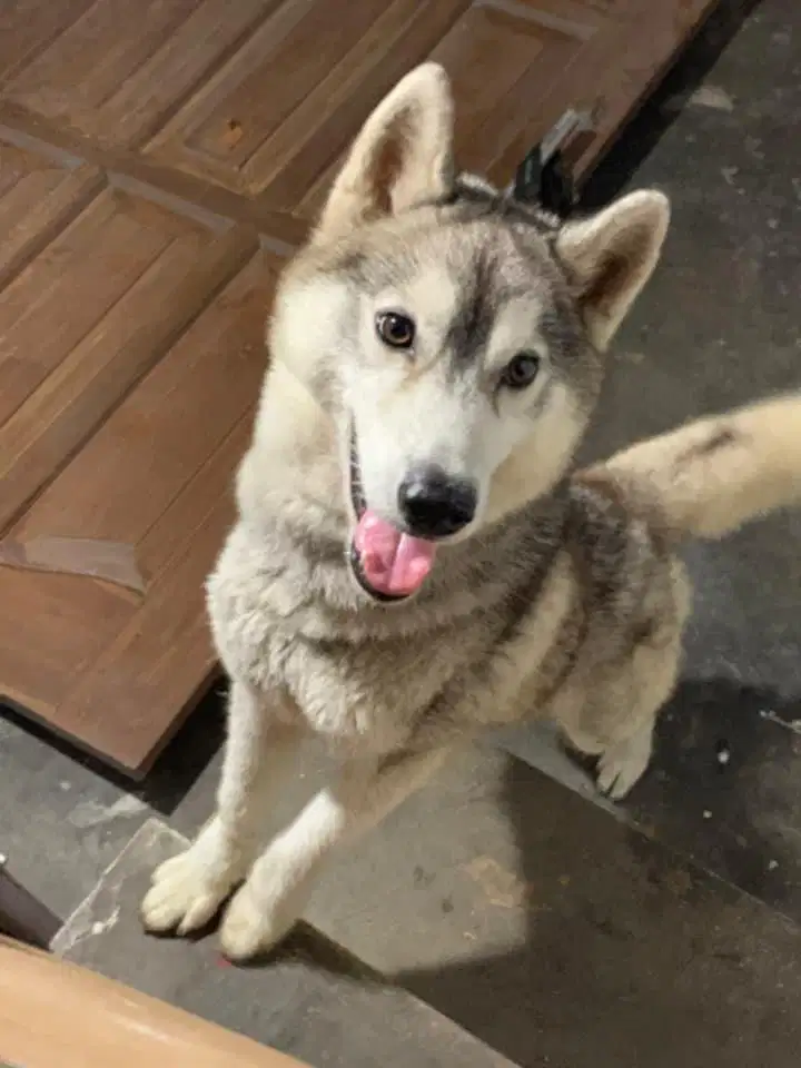 HUSKY betina 9bln