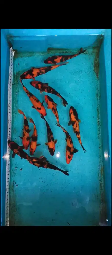 Koi Hi Utsuri Tosai