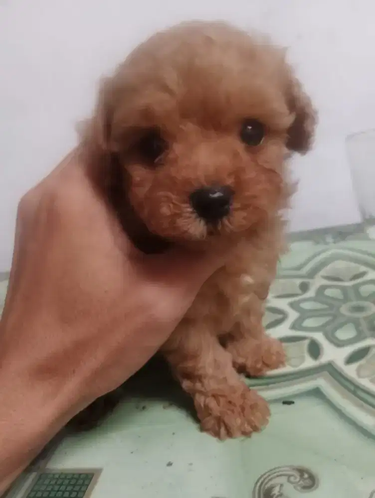 Tiny poodle red