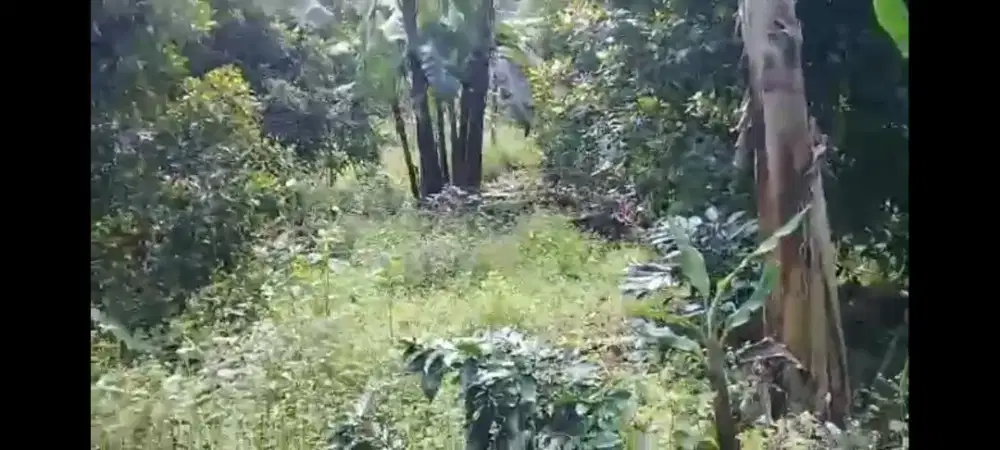 Di jual kebun cengkeh dan kopi