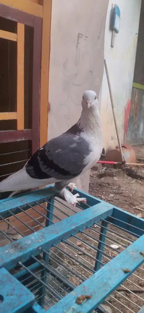 Merpati megan blantong jambros