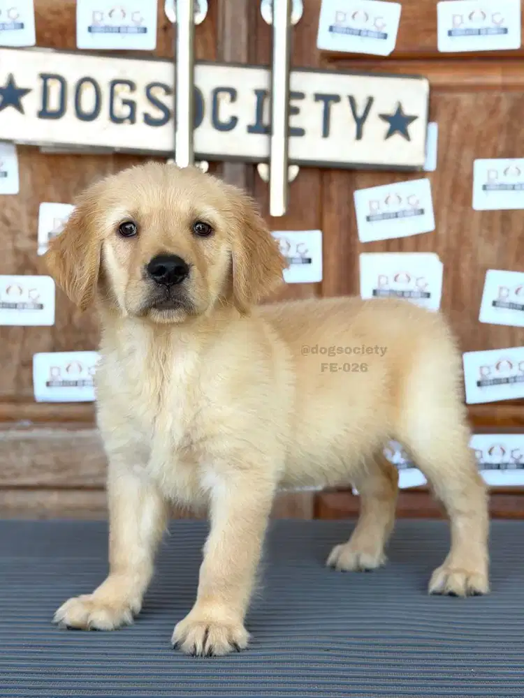 Golden Retriever Sehat dan Aktif