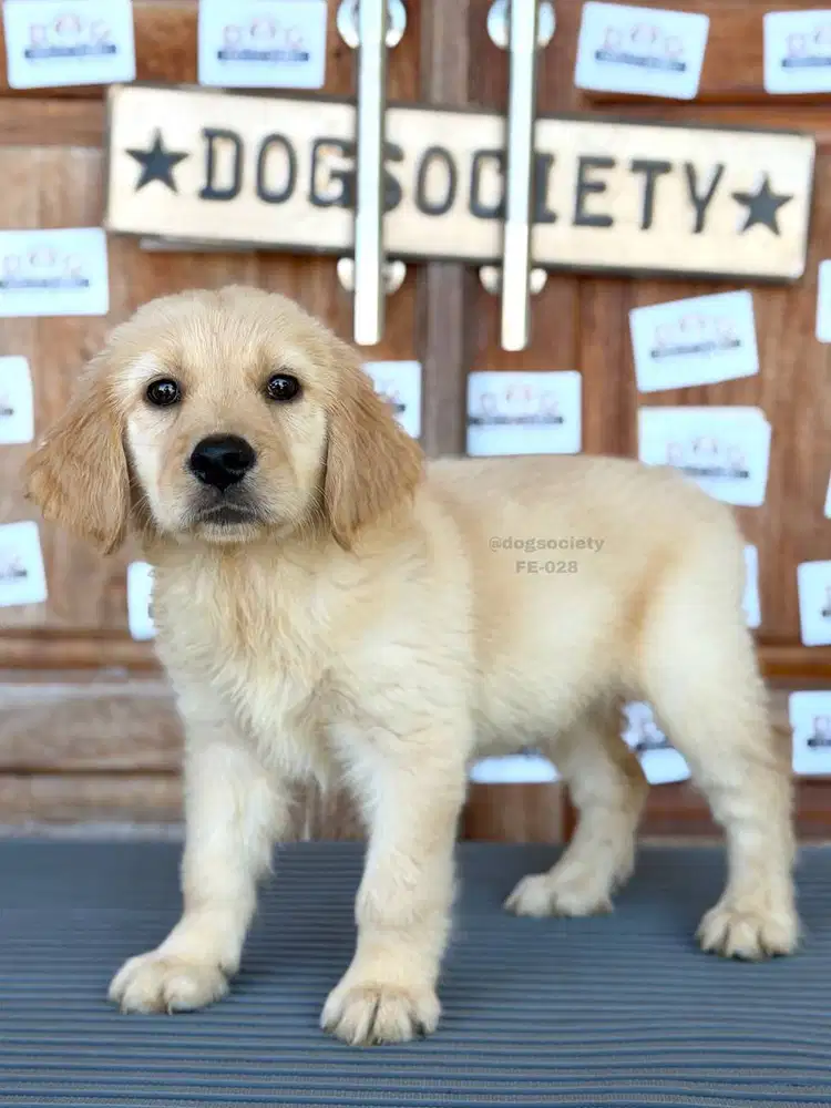 Golden Puppy Fluffy Menggemaskan