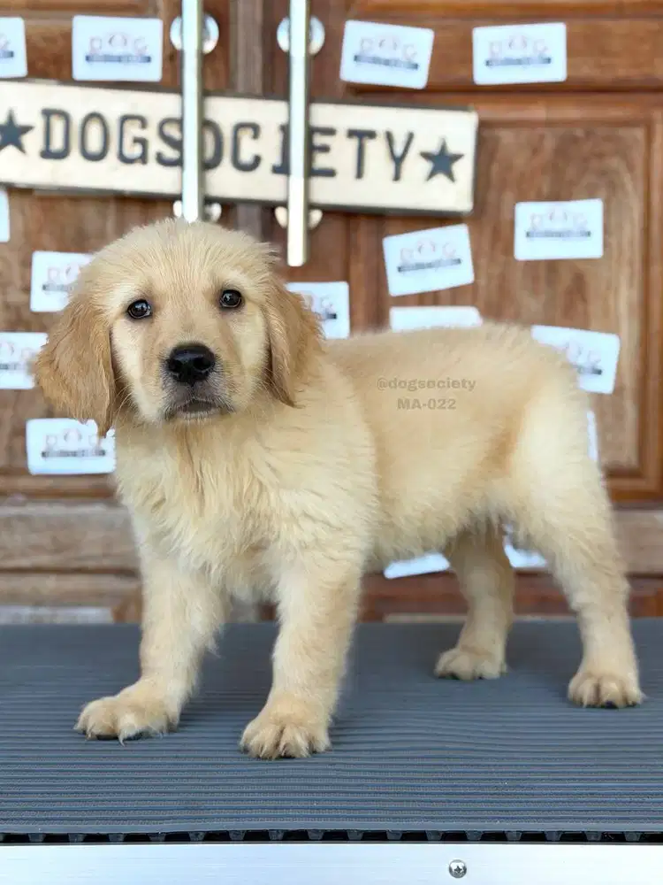 Golden Retriever Quality Premium