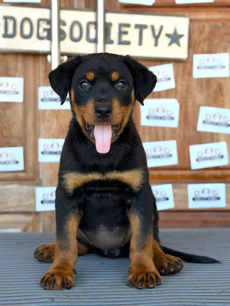 Rottweiler Puppy Big Bone Import Quality Super Gagah & Sehat