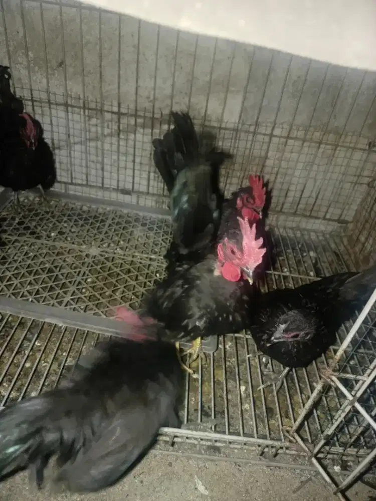 Ayam Serama original warna hitam