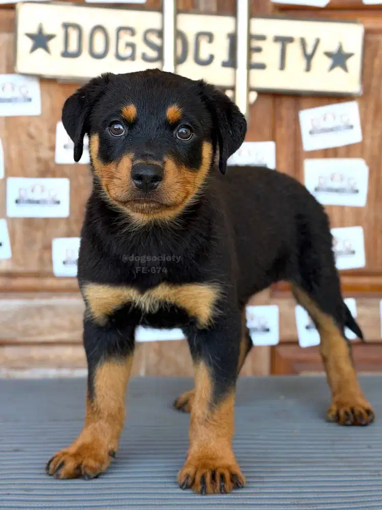 Anakan Rottweiler Purebreed Big Bone Siap Jadi Penjaga Keluarga